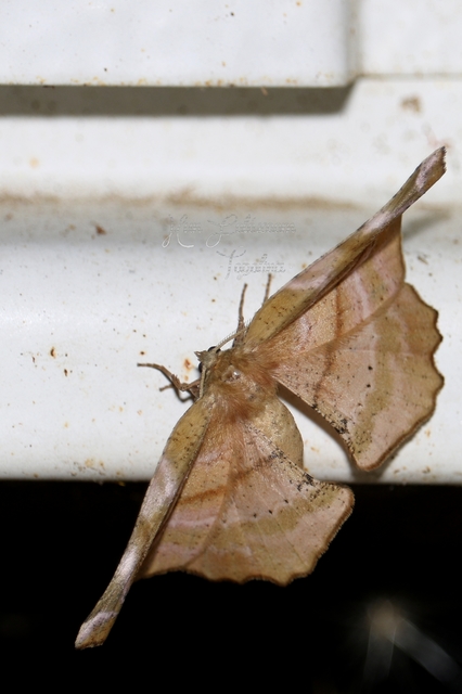 Apeira syringaria - orgona-araszoló