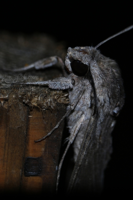 Agrius convolvuli - szulákszender