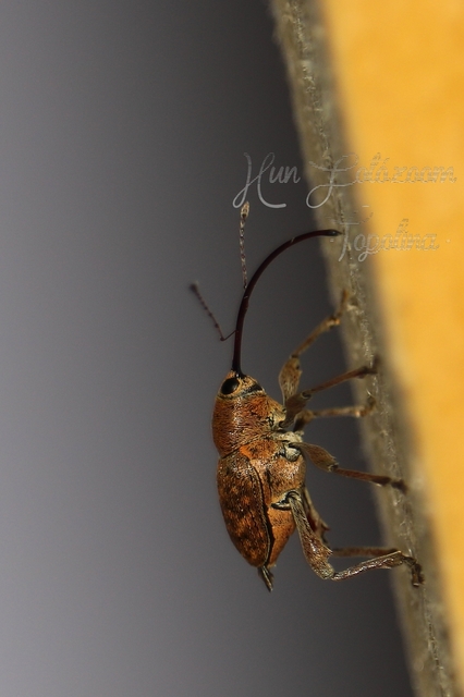 Curculio glandium - tölgymakkzsuzsóka
