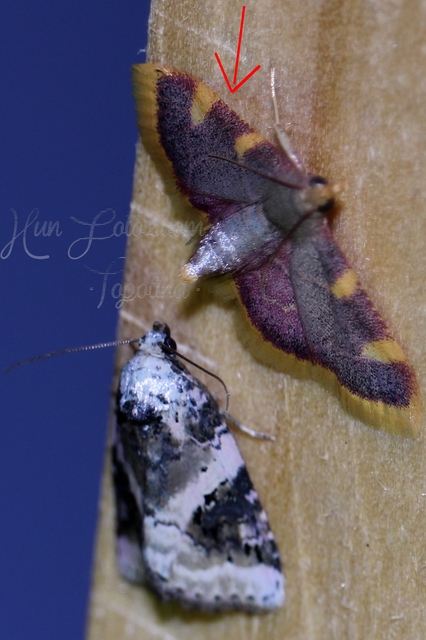 Hypsopygia costalis - szénailonca