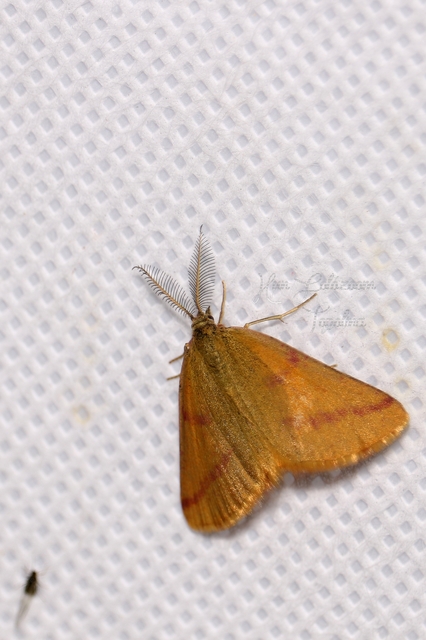 Lythria purpuraria - bíborsávos araszoló