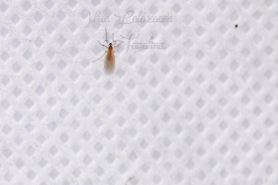 Cecidomyiidae - gubacsszúnyogok