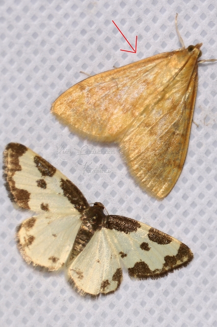 Ostrinia nubilalis - kukoricamoly