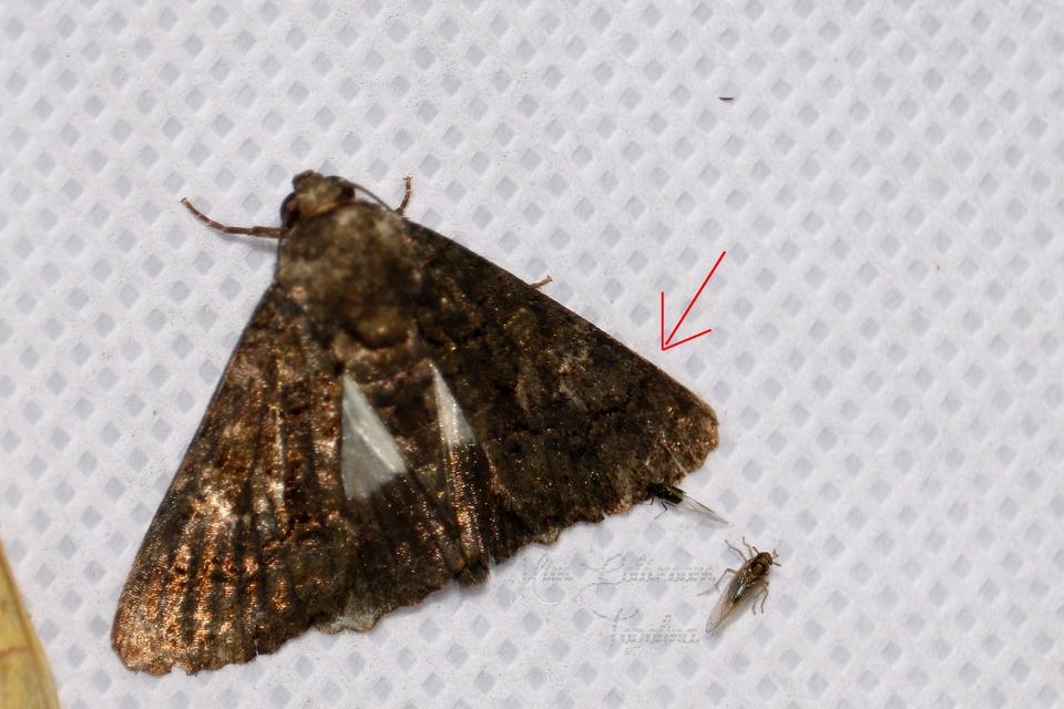 Anophia leucomelas - déli folyófűbagoly