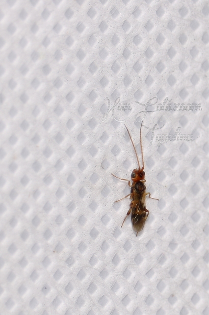 Braconidae - gyilkosfürkészek