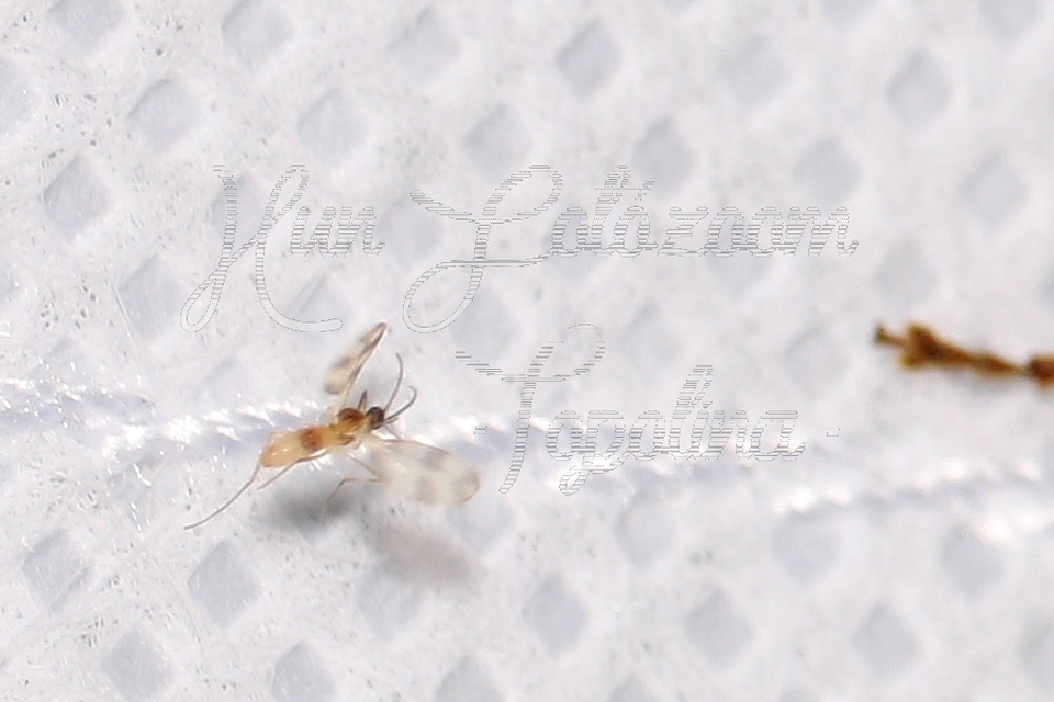 Cecidomyiidae - gubacsszúnyogok