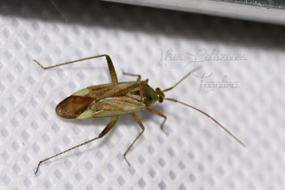 Adelphocoris lineolatus - lucernapoloska