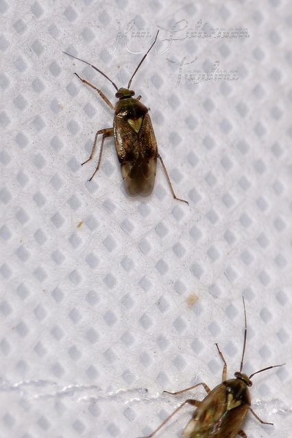 Lygus rugulipennis - molyhos mezeipoloska