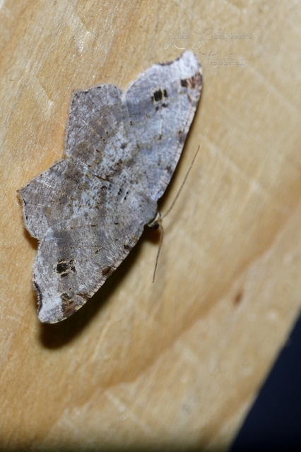 Macaria alternata - közönséges szürkearaszoló