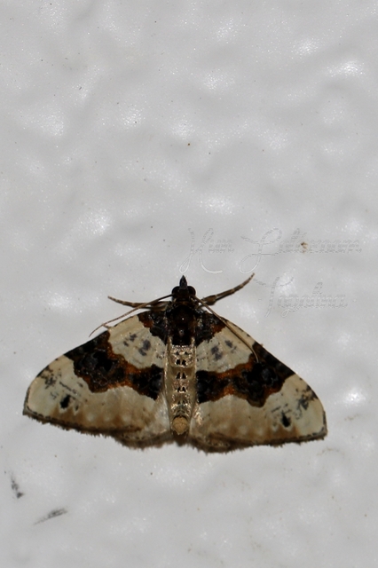 Cosmorhoe ocellata - szemes galajaraszoló