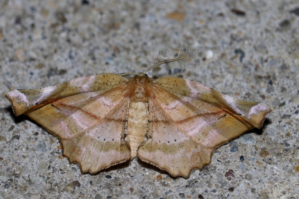Apeira syringaria - orgona-araszoló