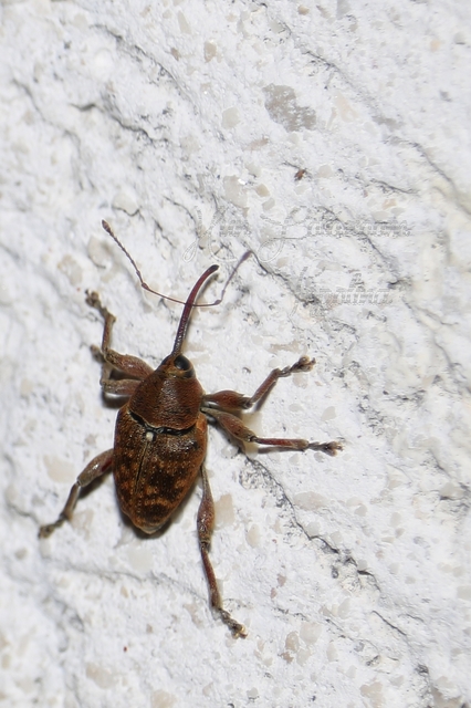 Curculio glandium - tölgymakkzsuzsóka