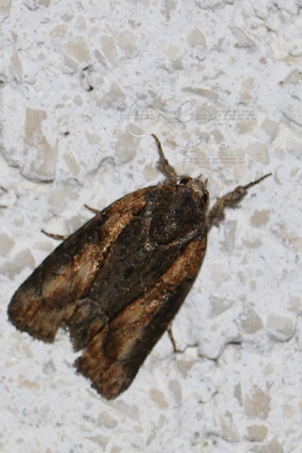 Bryophila raptricula/felina