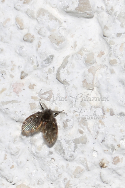 Clogmia albipunctata