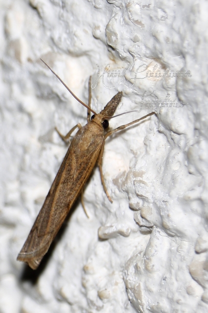 Pediasia contaminella - mocskos fűgyökérmoly