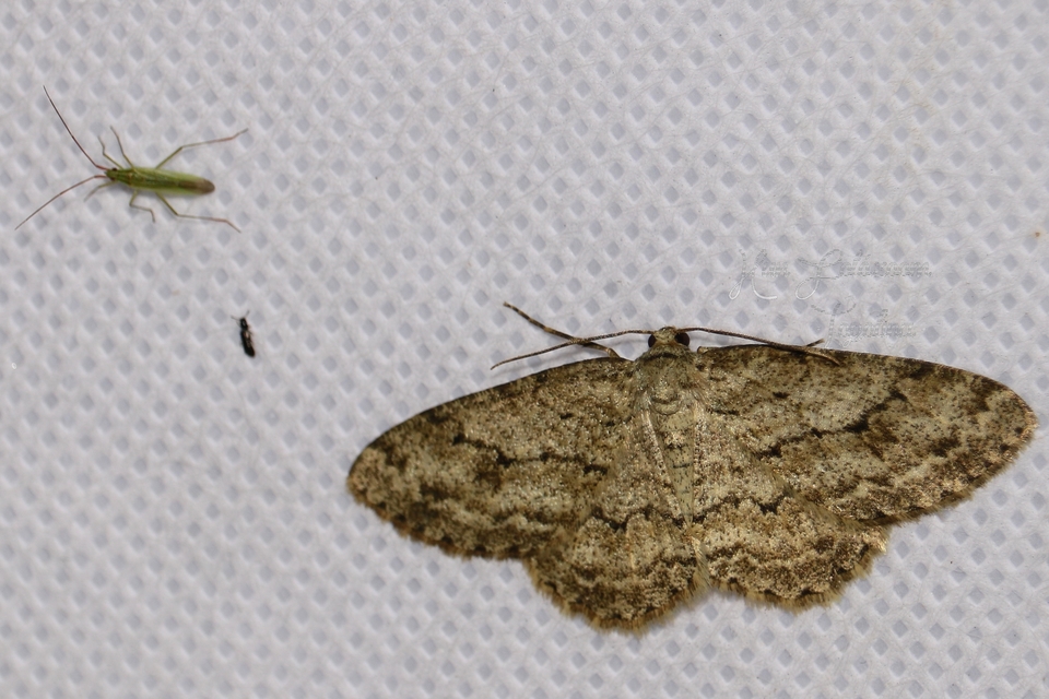 Ectropis crepuscularia - avararaszoló