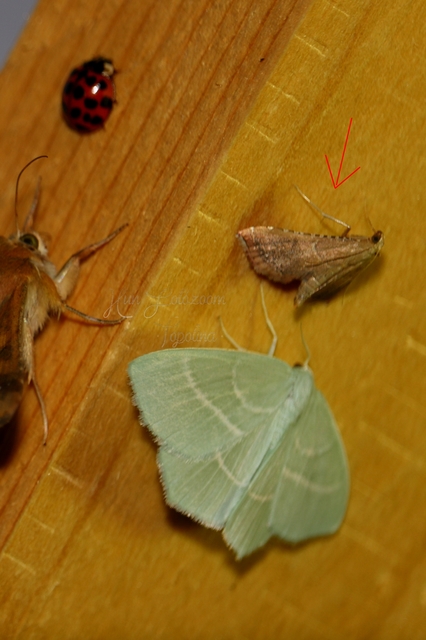 Endotricha flammealis - tüzesszárnyú fényilonca