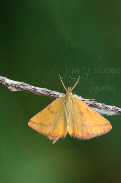 Lythria purpuraria - bíborsávos araszoló