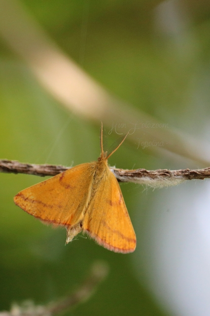 Lythria purpuraria - bíborsávos araszoló