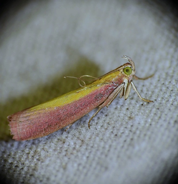 Oncocera semirubella - lucernamoly