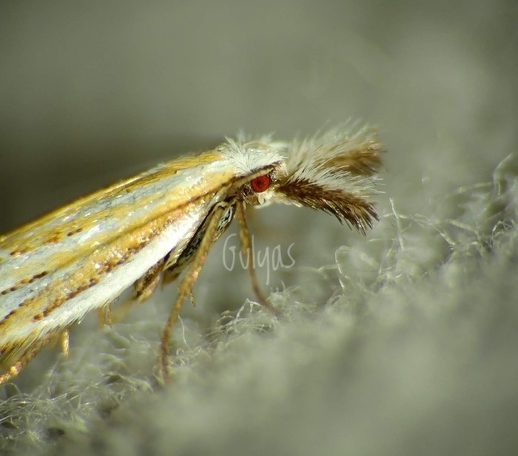 Holoscolia huebneri - sarlósszárnyú csíkosmoly