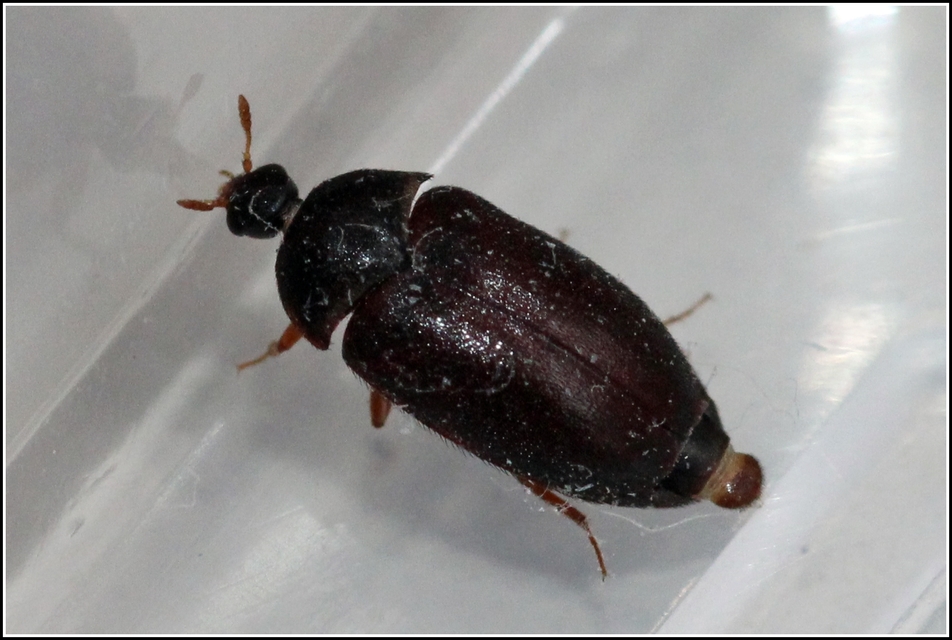 Attagenus brunneus - barna szűcsbogár