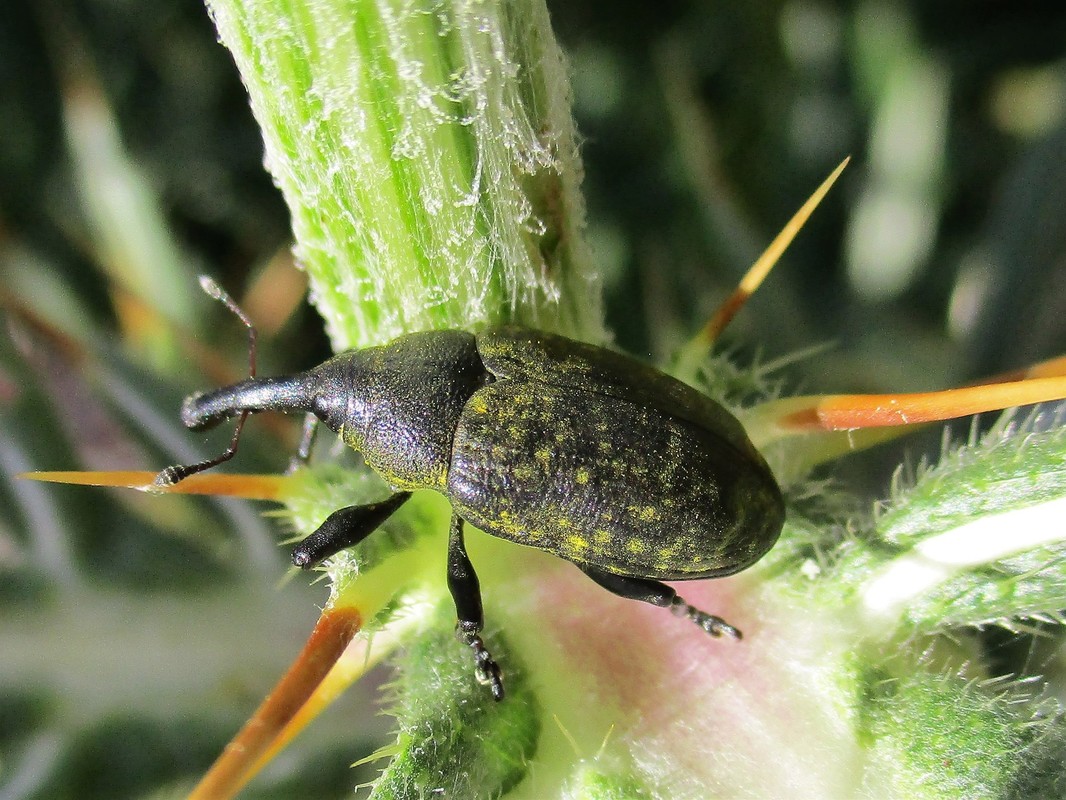 Larinus sturnus - aszat-púderbarkó
