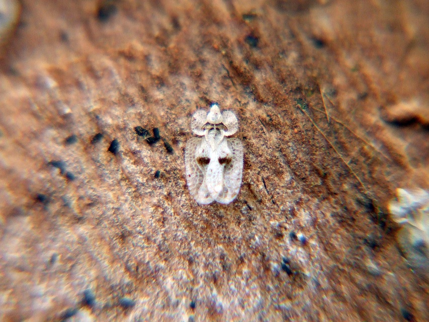 Corythucha ciliata - platán-csipkéspoloska