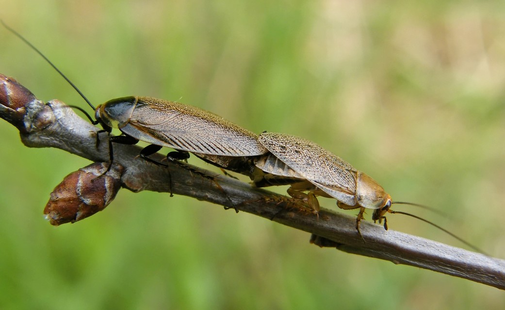 Ectobius