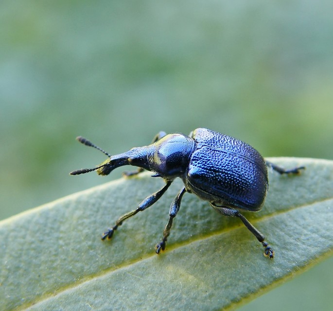 Byctiscus betulae - szőlő-levélsodró