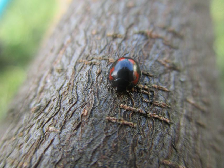 Exochomus quadripustulatus - négyfoltos szerecsenkata