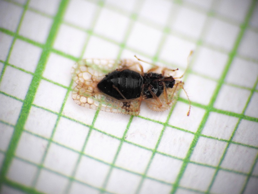 Corythucha arcuata - tölgy-csipkéspoloska