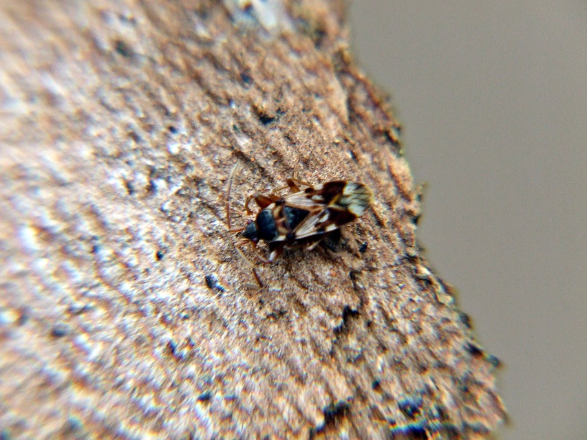 Scolopostethus pictus Scolopostethus pictus