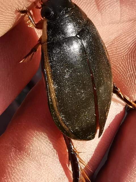 Cybister lateralimarginalis - nagy búvárbogár