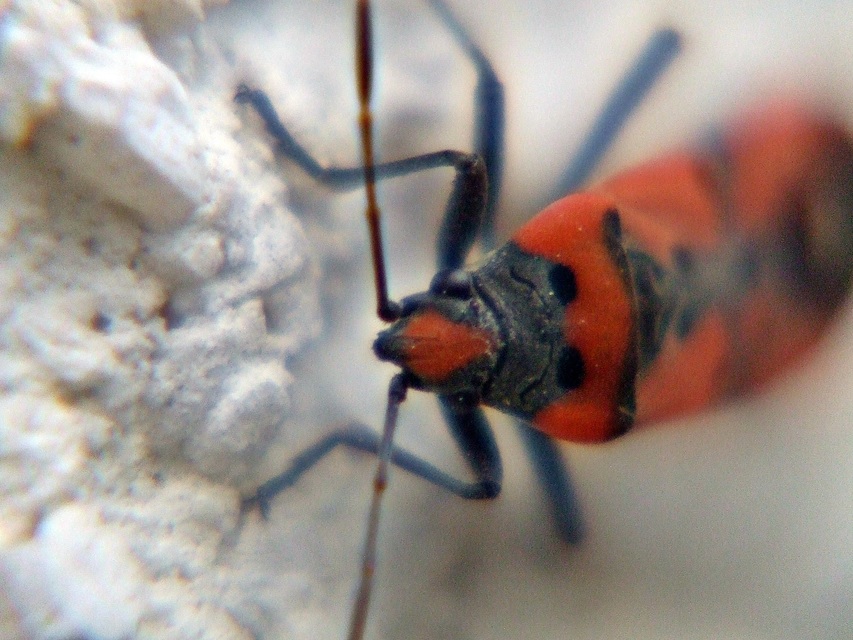 Lygaeus equestris - közönséges lovagbodobács