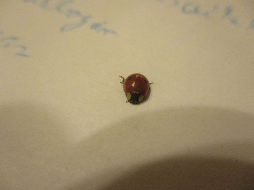 Adalia bipunctata - kétpettyes katica