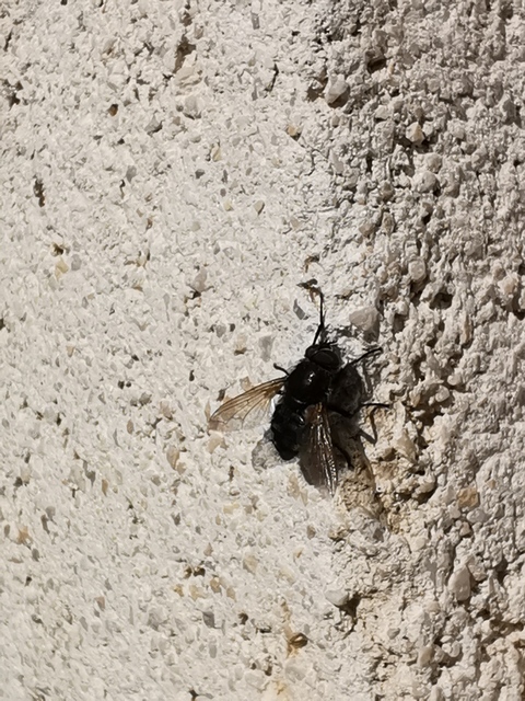 Pollenia
