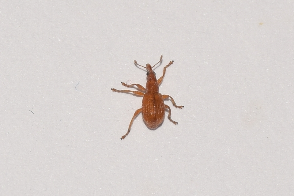 Apion cruentatum - vérpiros cickányormányos