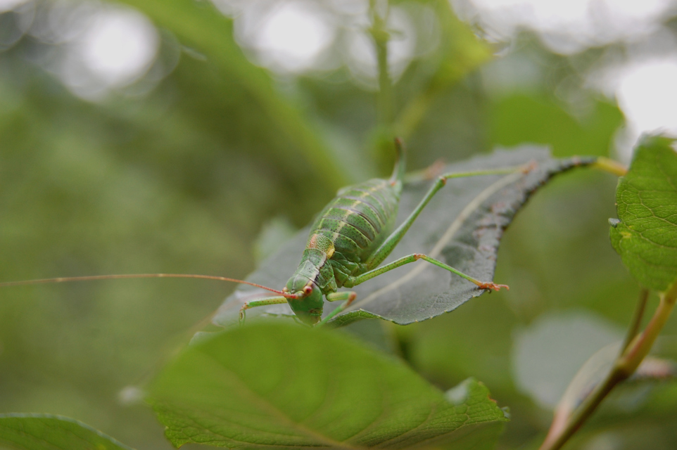Barbitistes constrictus - északi málnaszöcske