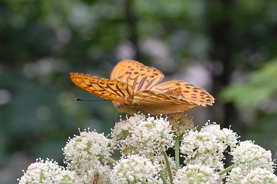 Argynnis paphia - nagy gyöngyházlepke