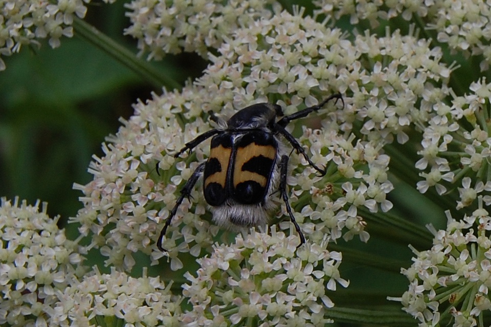 Trichius fasciatus - nyugati prémesbogár
