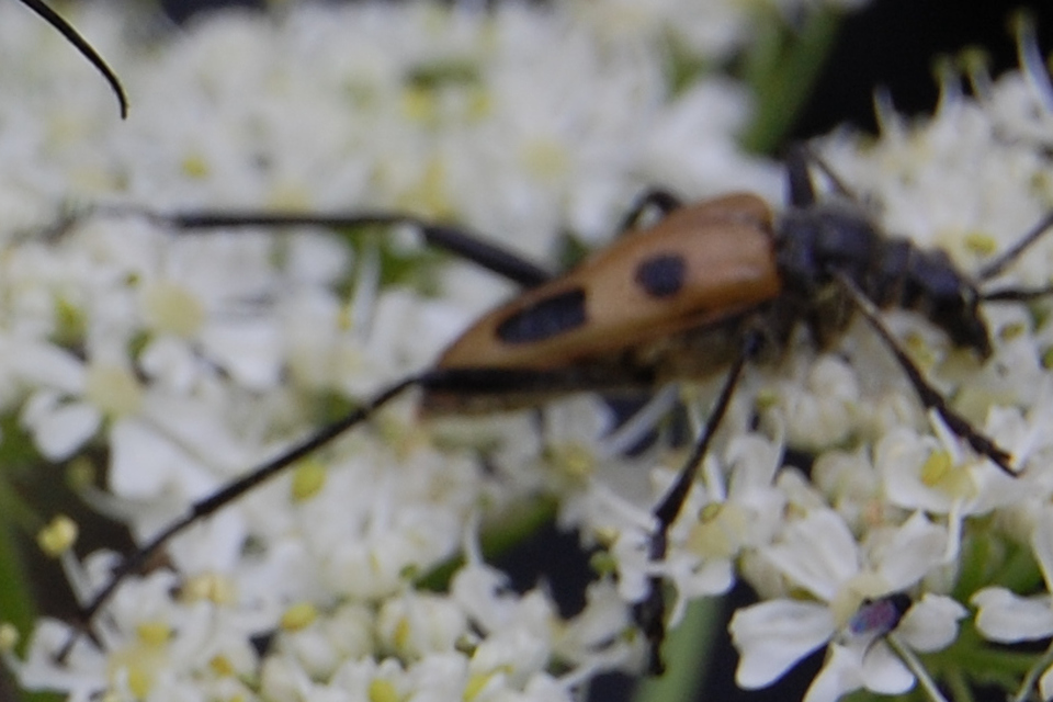 Pachyta quadrimaculata - bajnócacincér
