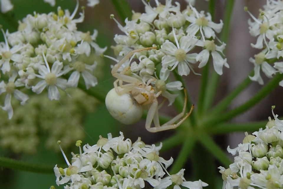 Misumena vatia - viráglakó karolópók