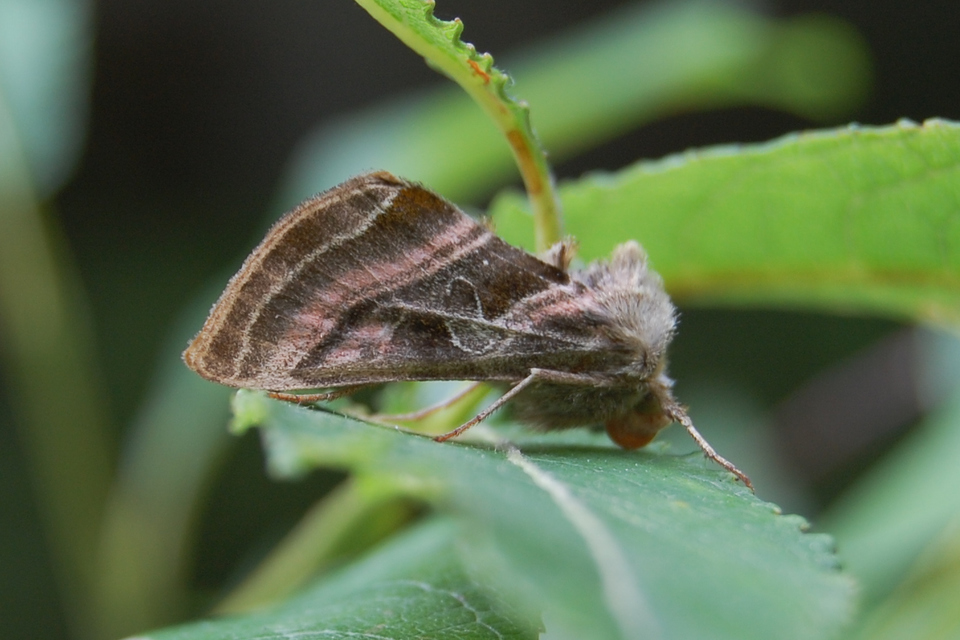 Euchalcia variabilis - sisakvirág-aranybagoly