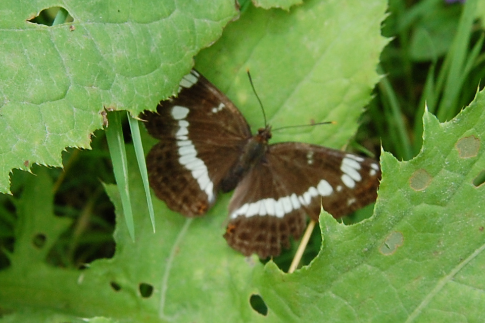 Limenitis camilla - kis lonclepke