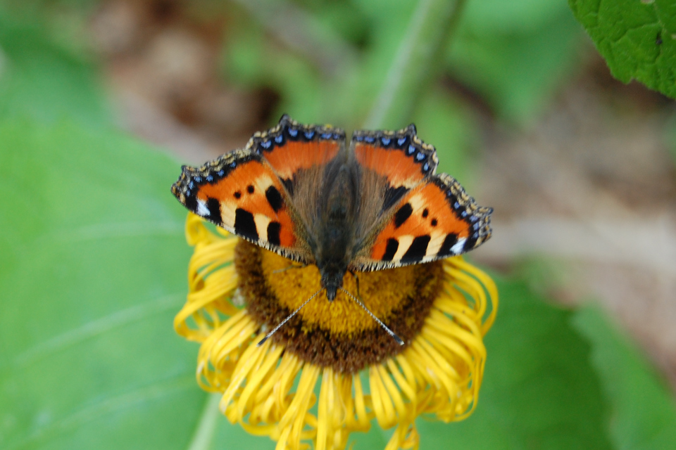 Nymphalis urticae - kis rókalepke