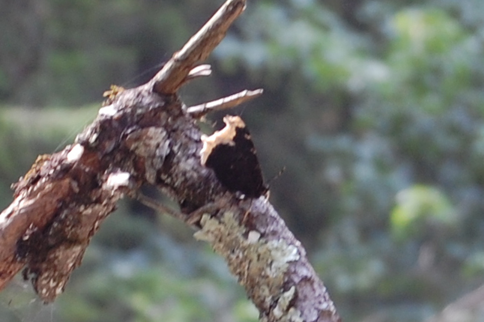 Nymphalis antiopa - gyászlepke