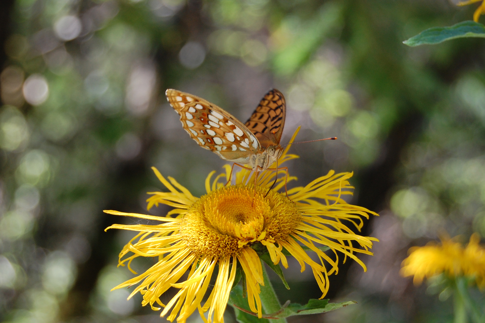 Argynnis adippe - ezüstös gyöngyházlepke
