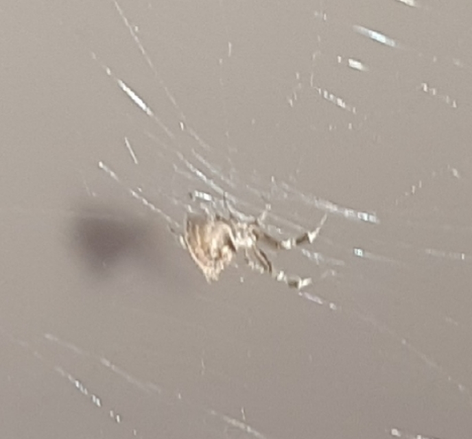 Uloborus plumipes - pamatoslábú derespók