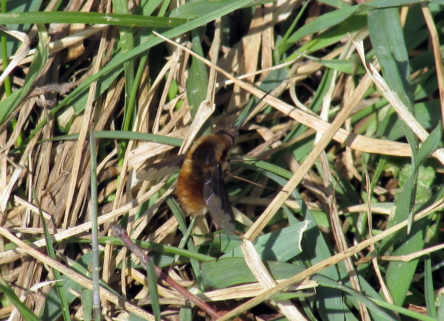 Bombylius major - szegélyes pöszörlégy